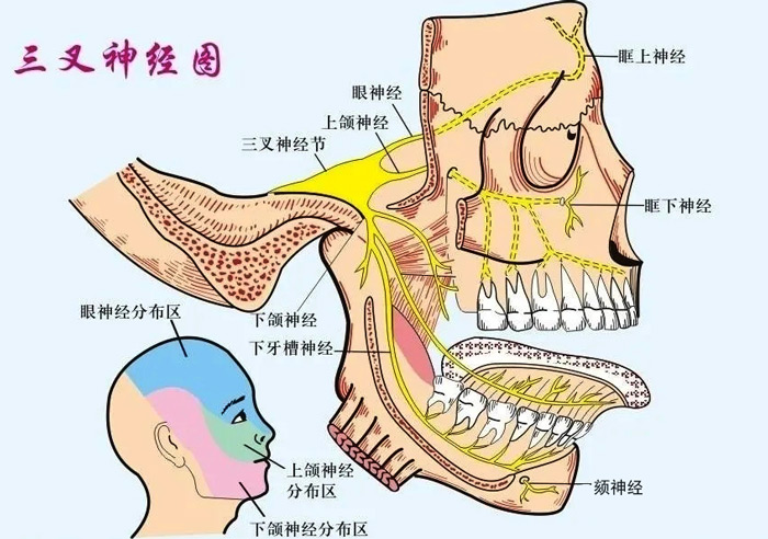 三叉神经