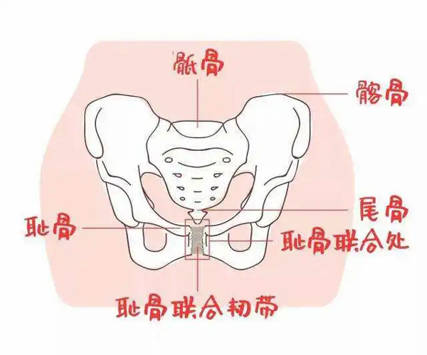 盆骨