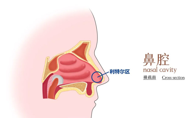 鼻出血时按压哪个部位能快速止血？