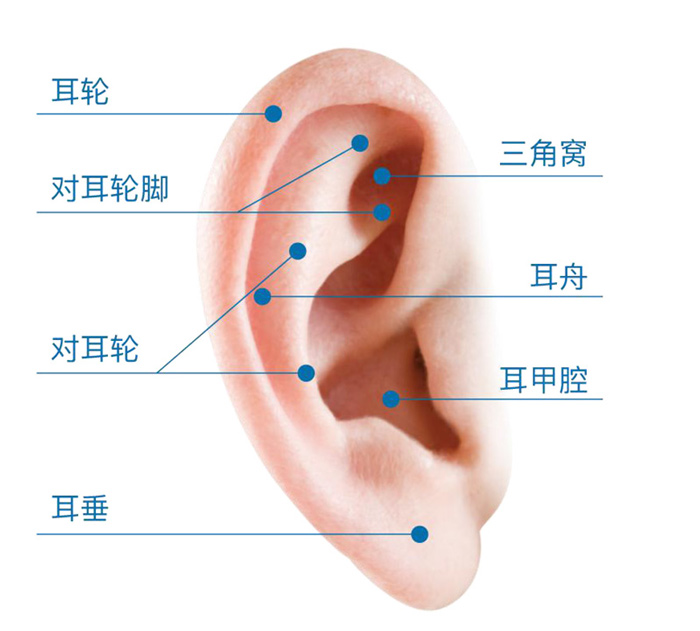 正常的耳廓结构