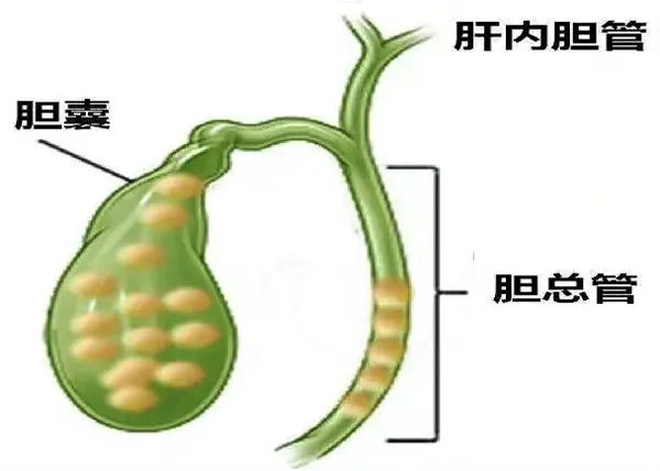 身体里隐藏着“疯狂的石头”，如何拯救？