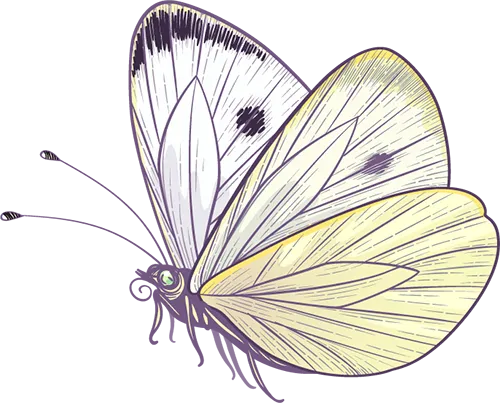 关爱你的“小蝴蝶”，别让过度劳累、失眠和情绪毁了它！