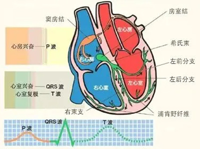 当心跳开始“调皮”，你能招架得住吗？