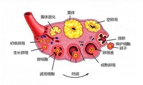 超声“揪出”女性腹痛元凶——黄体破裂，你不可不知！